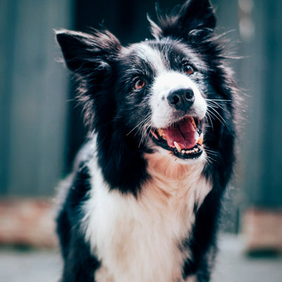 Border Collie