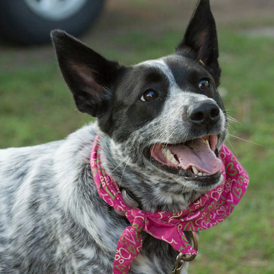 Australian Cattle Dog