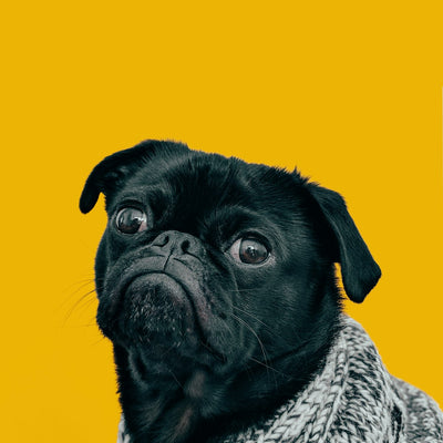 Pug