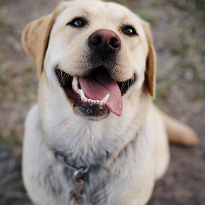 Labrador