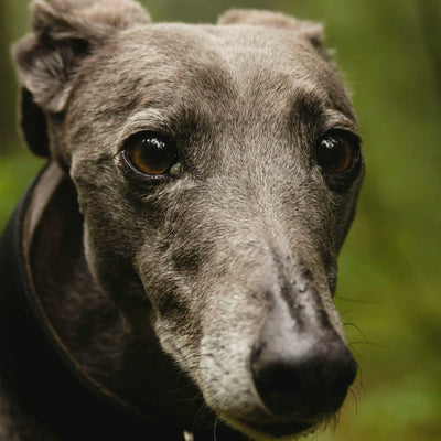 Greyhound