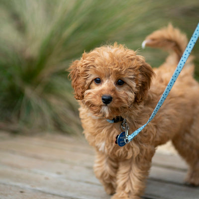 Cavoodle