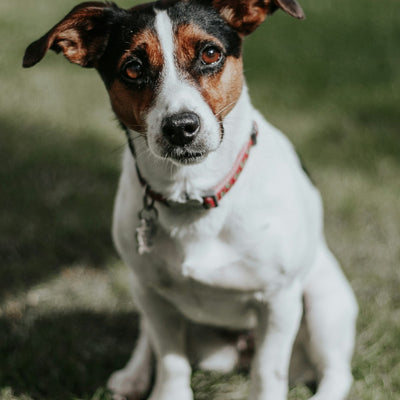Jack Russell