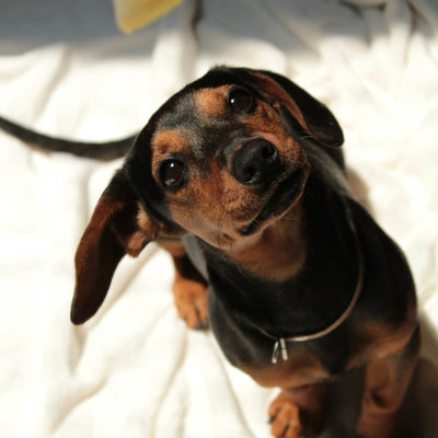 Dachshund