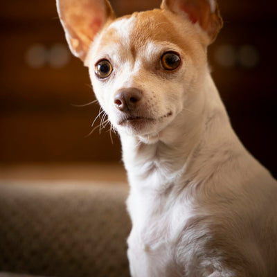 Chihuahua
