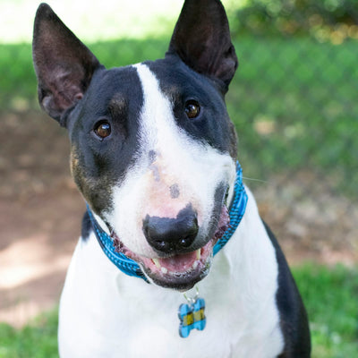 Bull Terrier