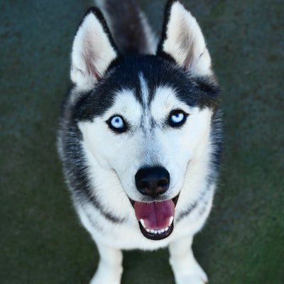 Siberian Husky