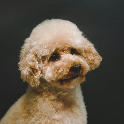 Toy Poodle