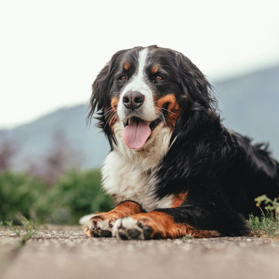 Bernese Mountain Dog