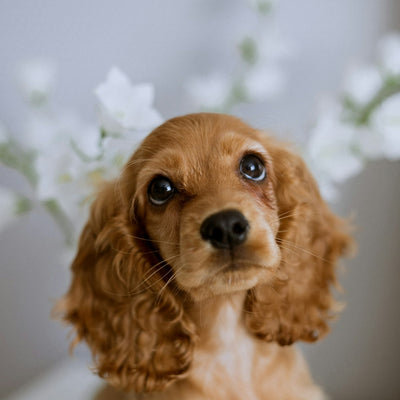 Cocker Spaniel