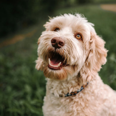 Labradoodle