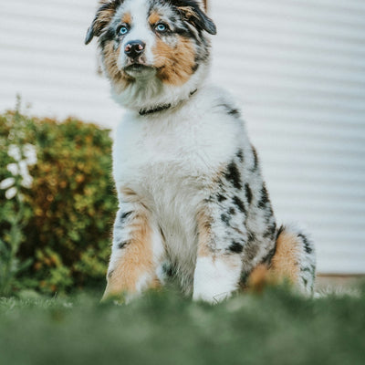 Australian Shepherd