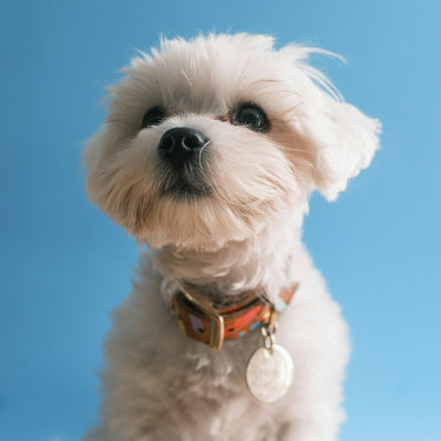 Maltese