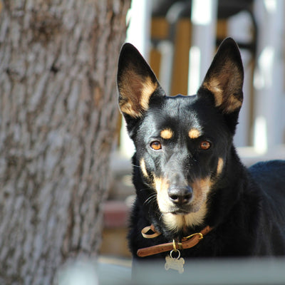 Kelpie