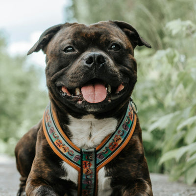 Staffy