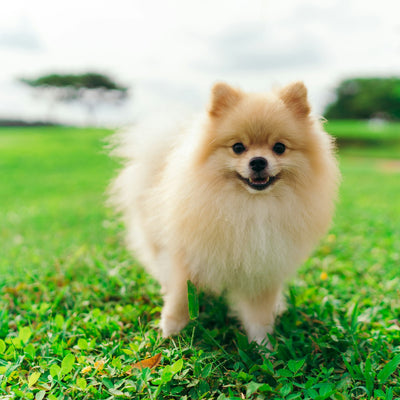 Pomeranian